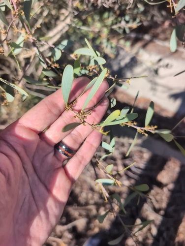 vanilla-scented wattle