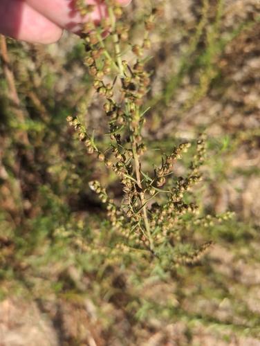 Tarragon