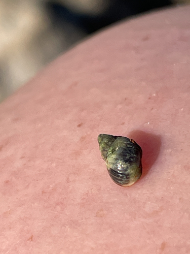 Littorina neritoides, 2026-10-01