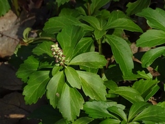 Pachysandra