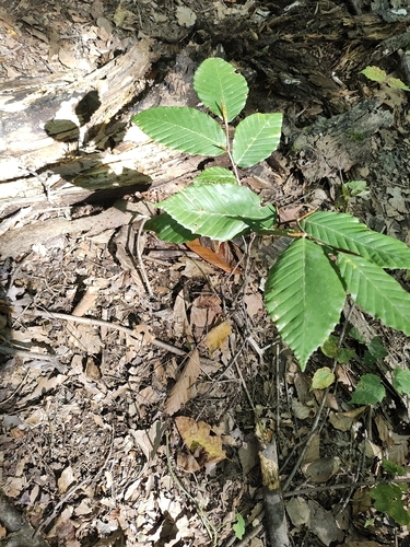 American beech