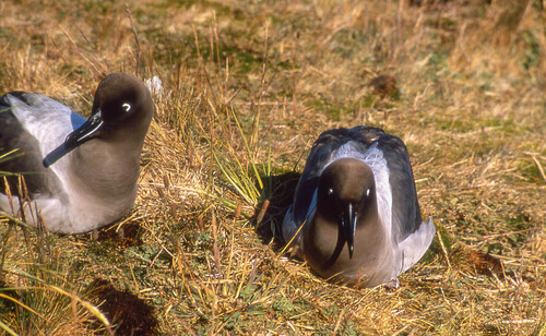 iNaturalist image