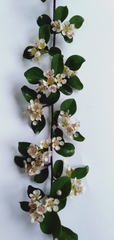 Cotoneaster sherriffii