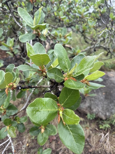 Ficus glaberrima observed 2026-09-30