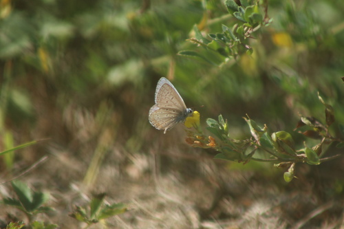 Common Blue