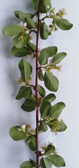 Cotoneaster sherriffii