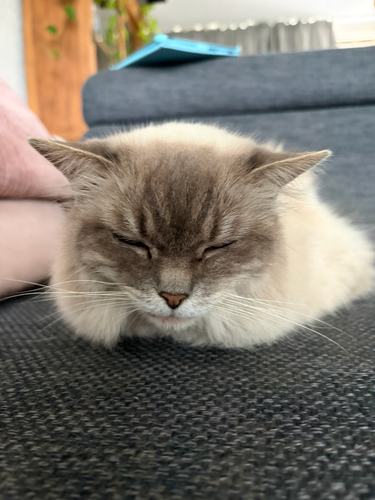 Domestic Cat