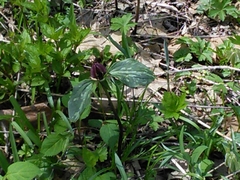 Melanthiaceae