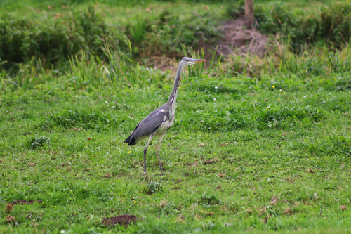 Grey Heron
