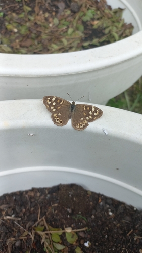 Speckled Wood