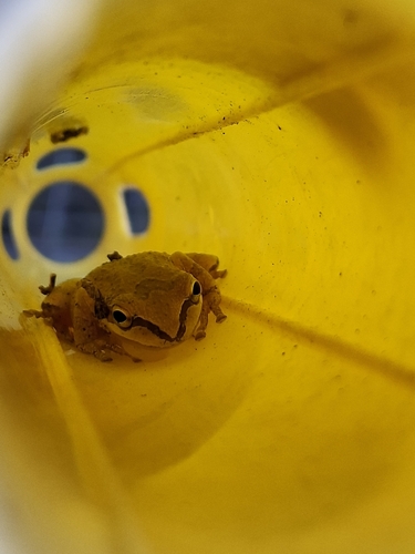 Pacific chorus frog