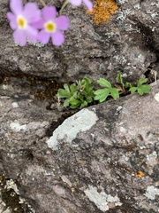 Primula mistassinica