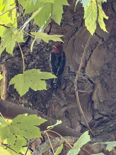 Red-breasted Sapsucker