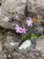 Primula mistassinica