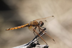Trithemis annulata