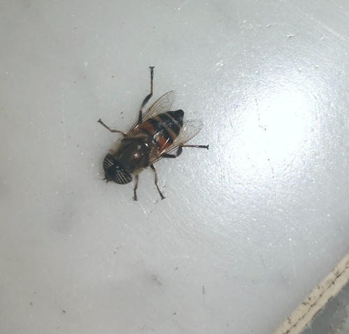 Stripe-eyed Lagoon Fly
