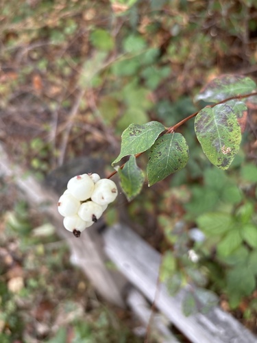 Common Snowberry