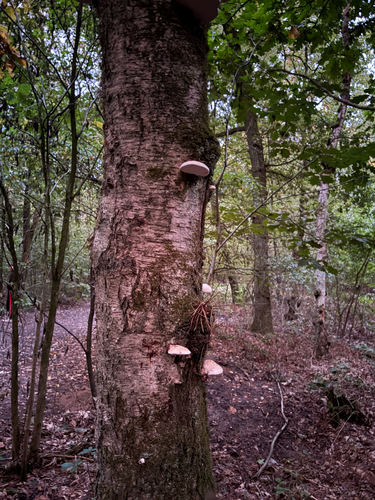 birch polypore