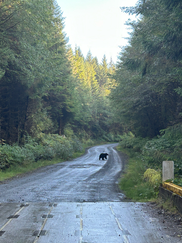 Black Bear sighting near Queen Charlotte Mainline