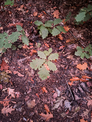northern red oak