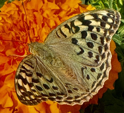 Cardinal Butterfly