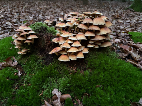 Sulphur Tuft