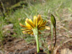 Microseris nutans