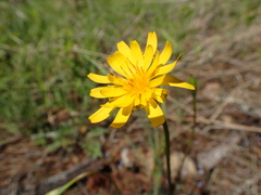 Microseris nutans
