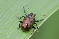 Typophorus nigritus