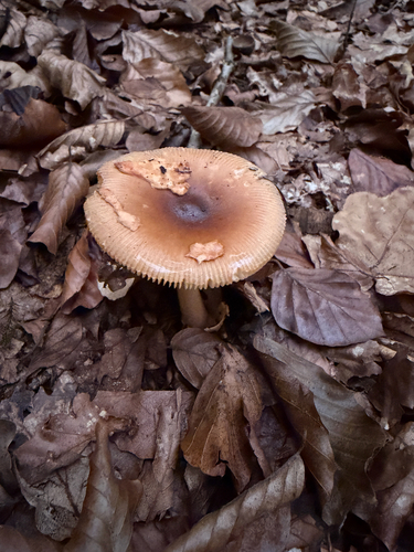 Tawny Grisette