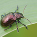 Typophorus - Photo (c) djhiker, some rights reserved (CC BY-NC), uploaded by djhiker