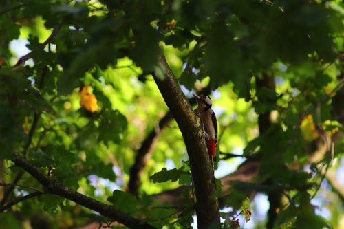 Great Spotted Woodpecker