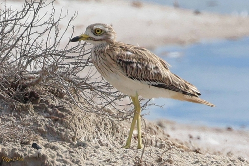 Eurasian Stone-curlew