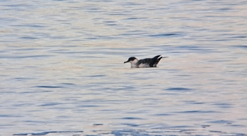 Great Shearwater