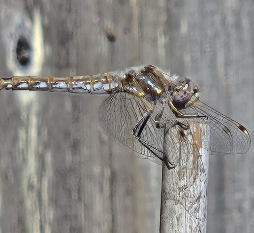 Variegated Meadowhawk