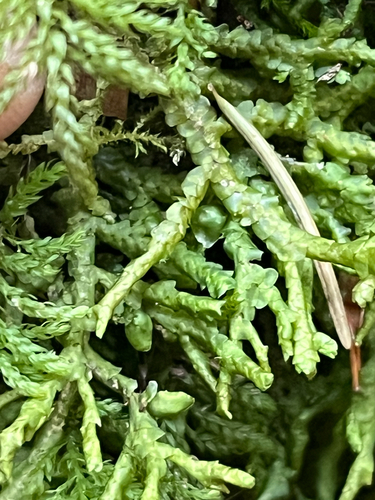 Porella cordaeana, 2026-10-01