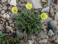 Papaver radicatum alaskanum