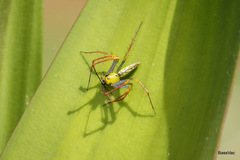Peucetia madagascariensis