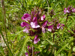 Pedicularis sudetica
