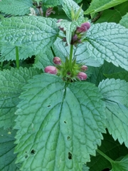 Lamium orvala