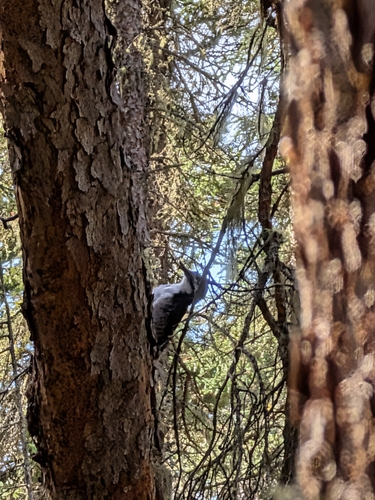 Black-backed Woodpecker
