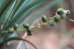 Lomandra decomposita