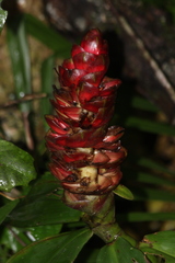 Costus spiralis