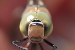 Anax parthenope