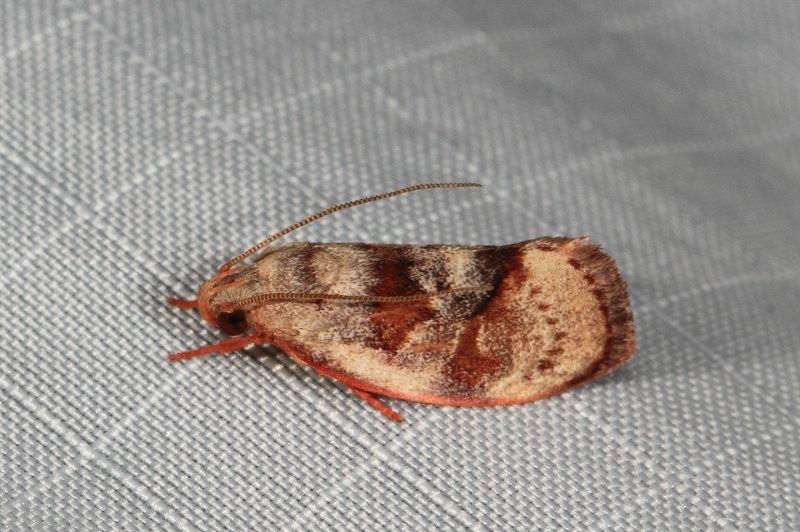 Thalamarchella cyphopleura