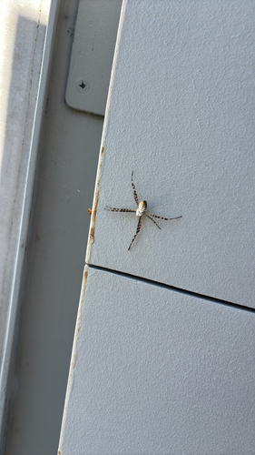 Banded Garden Spider