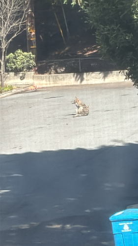 Coyote
