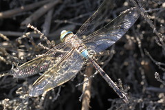 Anax parthenope