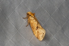 Azaleodes fuscipes