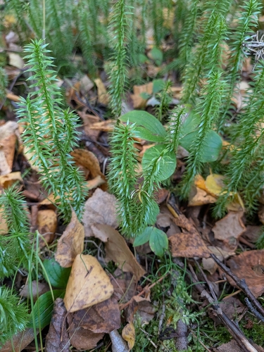 interrupted clubmoss